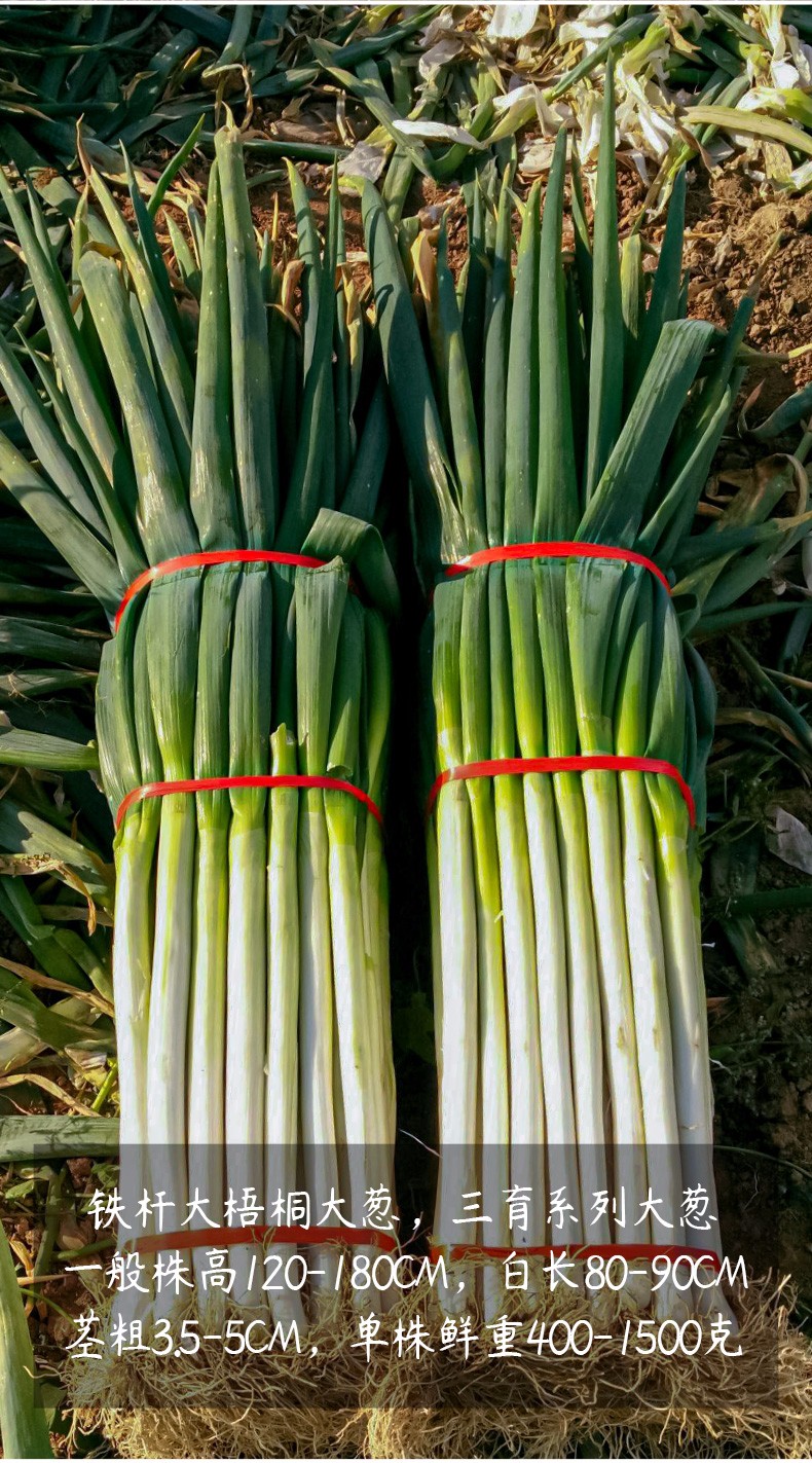 山西灵丘900亩才智蔬菜基地建造正酣