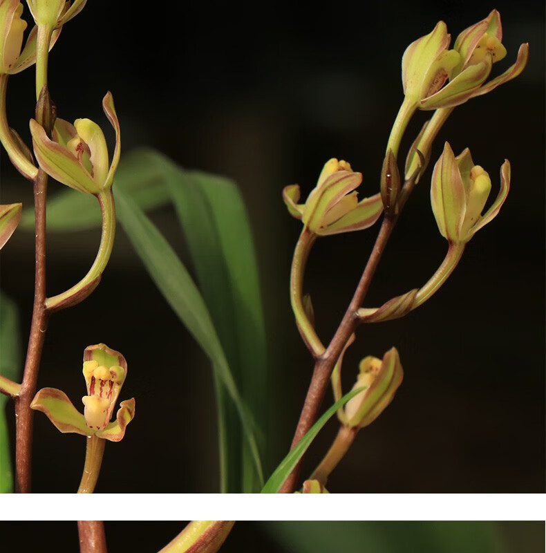 高宅兰花建兰紫金龙梅兰花苗四季兰办公室花卉盆栽植物室内盆好养易活