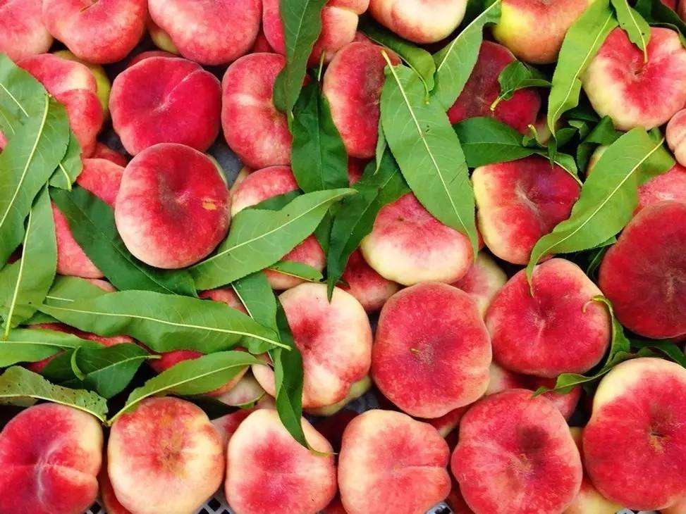 【红油蟠桃品种】明月油蟠桃成熟早的油蟠桃品种,中部地区阳历5月中旬