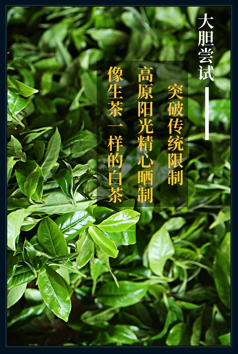 晨臻云南景迈山古树茶月光白龙珠迷你小沱茶500g 普洱生茶龙珠白茶 野