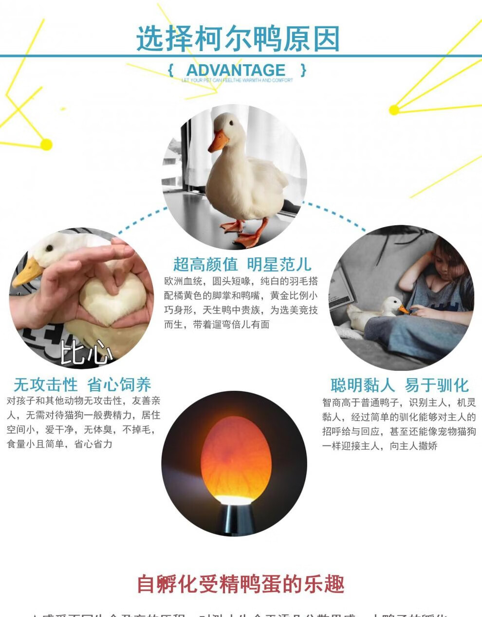 doubleyellow柯尔鸭活体纯种宠物小鸭子幼崽活物鸭苗成年鸭受精鸭蛋