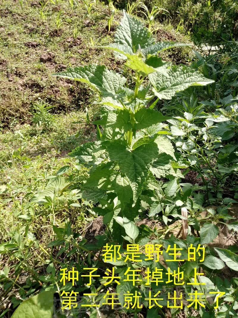 轻恋 新鲜藿香叶 鱼香叶 农家鱼香草 藿香苗草 五香叶 应季蔬菜 500g