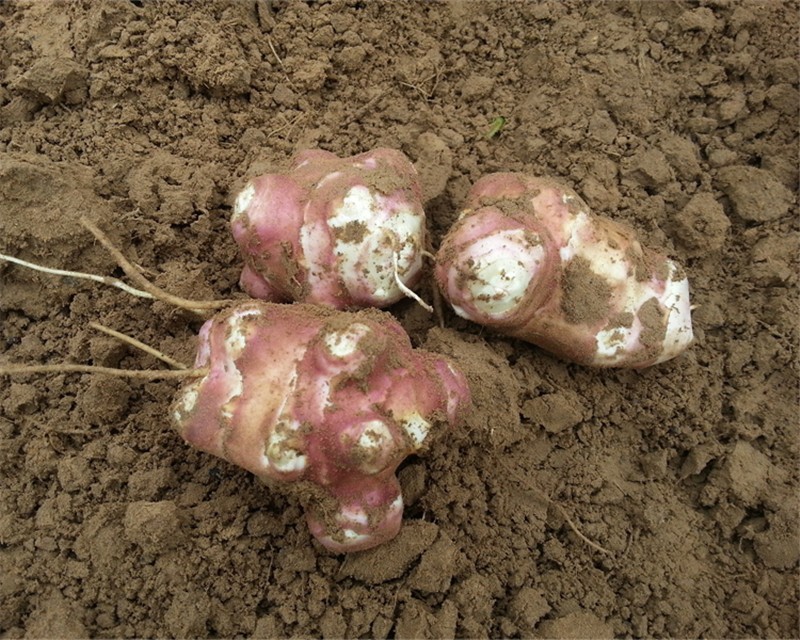 新鲜红皮洋姜 紫皮洋姜 洋姜 菊芋 鬼子姜 可腌制泡菜酱菜 新鲜蔬菜