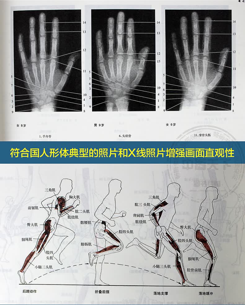 运动解剖学图谱第3版人体解剖学教程肌肉塑造体育理论与教学正版书籍