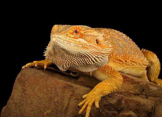 鬃狮蜥活体宠物蜥蜴活体爬虫爬宠活体大型蜥蜴可爱宠物全品鬃狮