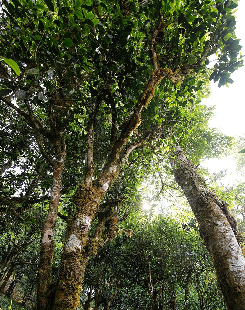 瑞聘号3002易武老曼撒古茶区普茶洱茶熟茶七子饼茶357g1片