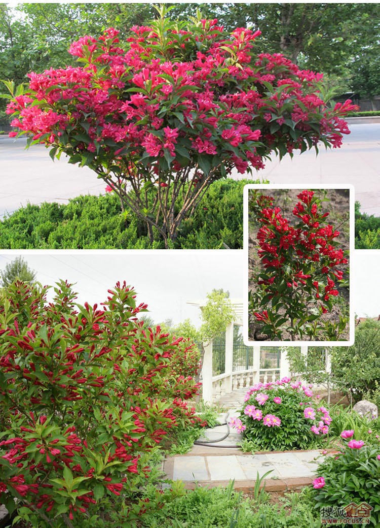 上客来庭院绿化树种红王子花叶锦带五彩锦带花树苗锦带花苗盆栽拆迁苗