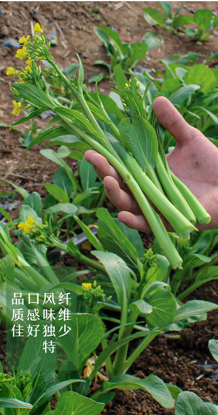 寿禾 四九菜心种子广东甜菜心红菜苔白洪山菜薹菜芯夏秋季播种菜种籽