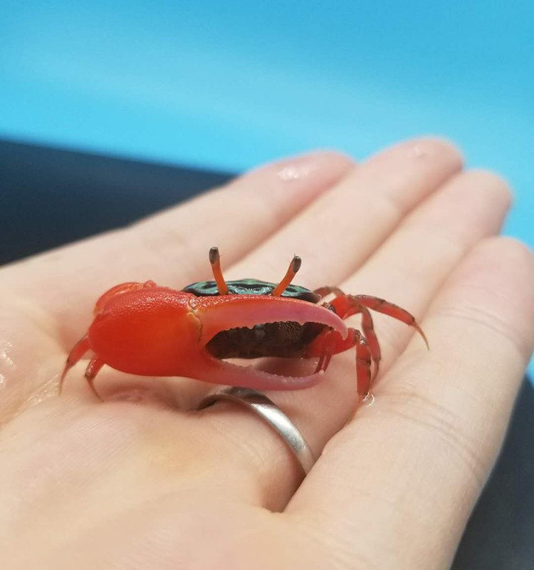 宠以沫chongyimo观赏蟹活体宠物蟹西瓜蟹小型情侣蟹宠物蟹观赏蟹螃蟹