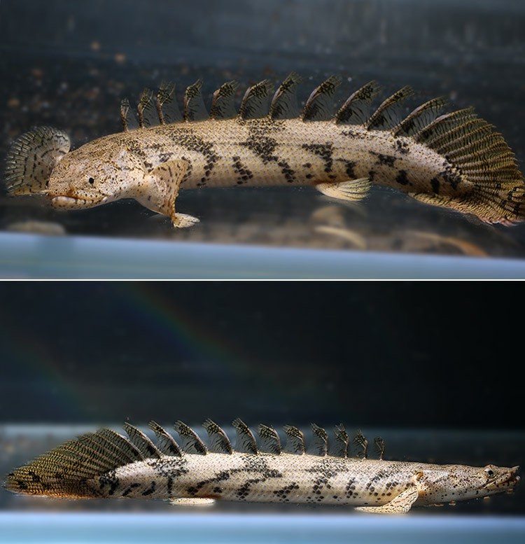 恐龙鱼虎斑恐龙九角恐红眼恐龙热带观赏鱼水族大型鱼宠物活体 红眼