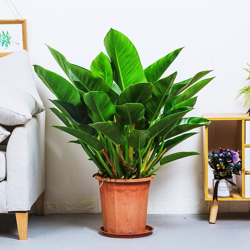 顺泰【买二送一】绿公主大叶金钻大叶红钻盆栽花卉家庭办公室花卉绿色