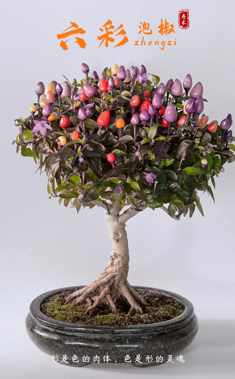 寿禾 广西七彩泡椒种子七彩椒六彩观赏辣椒苗五彩辣椒适合腌渍盆栽