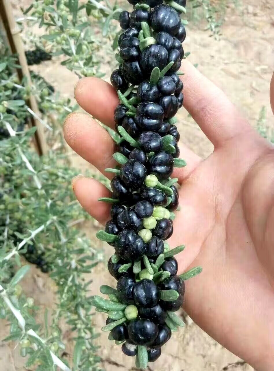 枸杞苗宁夏枸杞黑枸杞红枸杞果树苗木枸杞树苗当年结果苗红枸杞2年苗