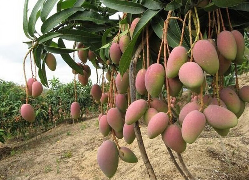 果树适用空间:农田,街道,花园,庭院结果季节:夏季结果品种:芒果树苗