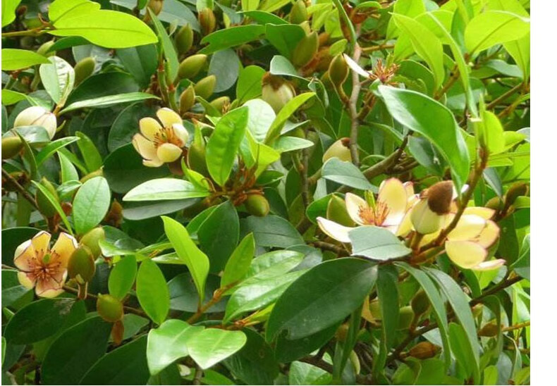 含笑花苗盆栽室内浓香型含笑树苗四季花卉植物庭院阳台当年开花四季青