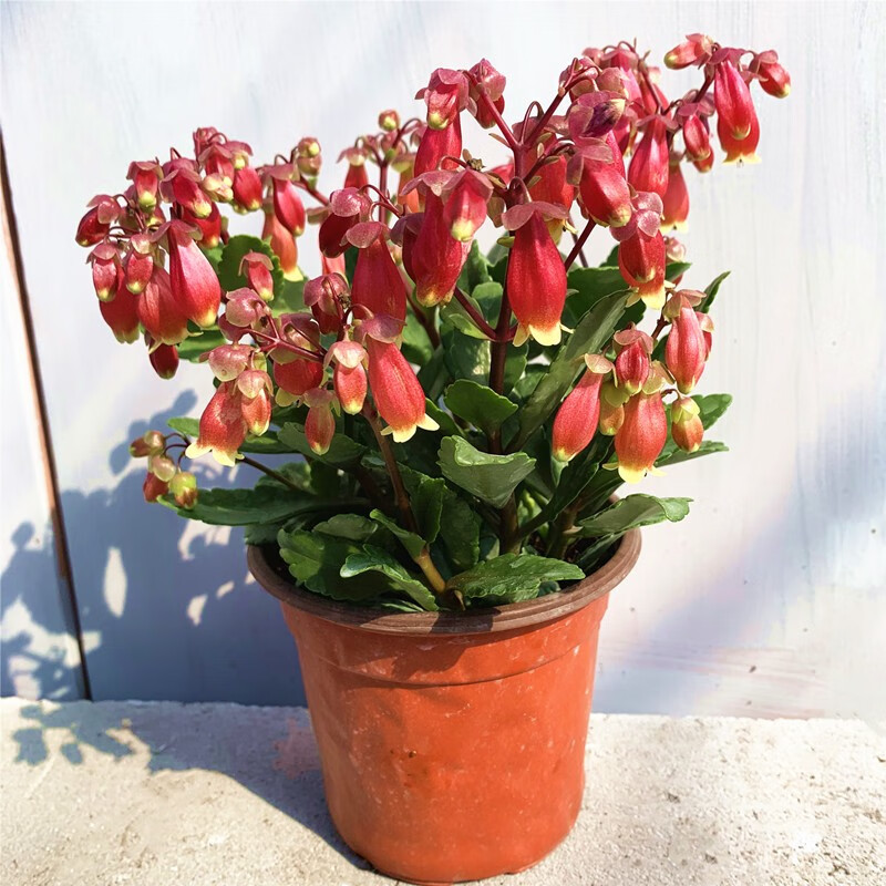 花络阁长寿花重瓣宫灯长寿花宫灯长寿带花苞原盆原土发货耐热室内阳台