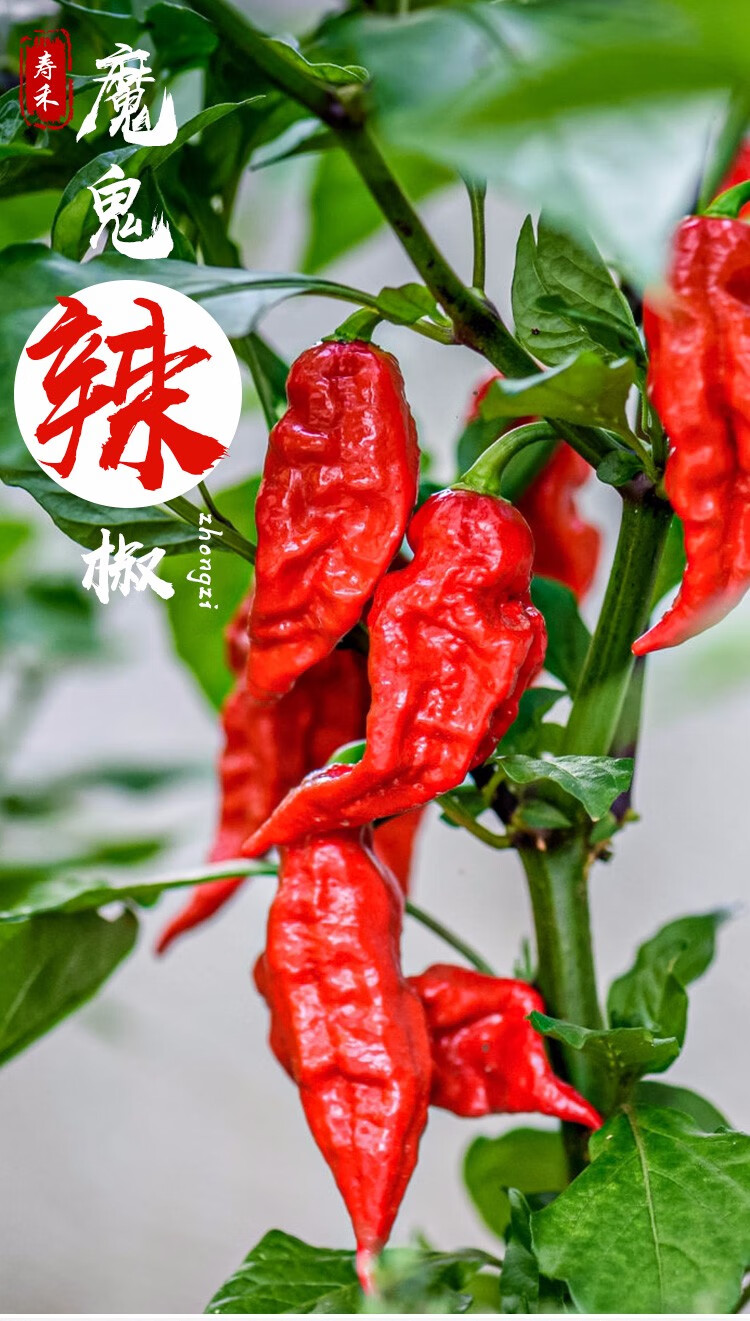 红魔鬼辣椒苗 6棵【图片 价格 品牌 报价】-京东