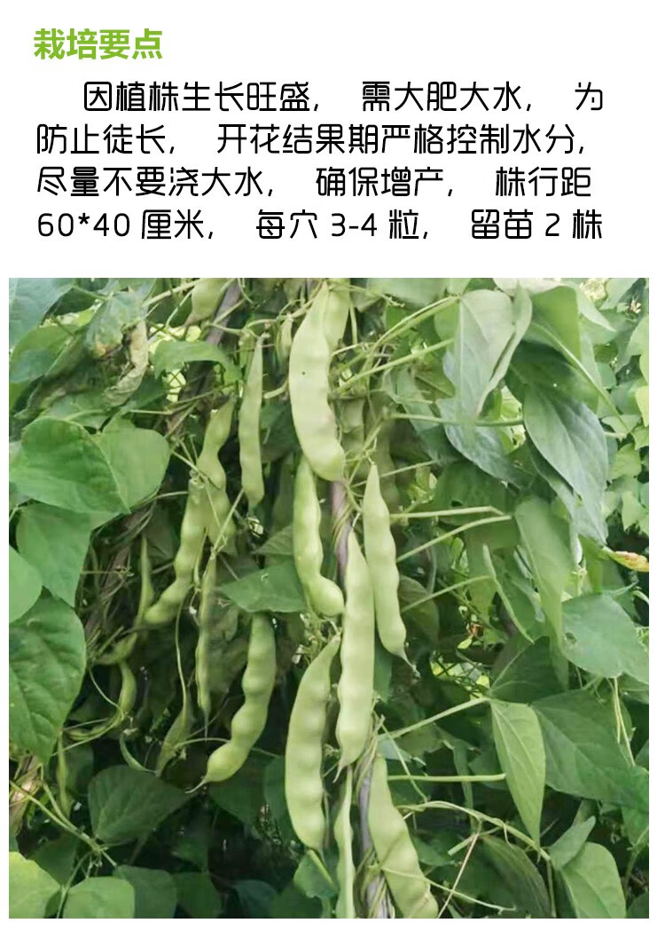 一点红早熟豆角种子春季播种家庭种植蔬菜种子 将军一点红种子200克