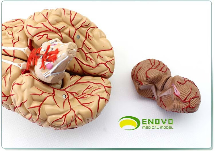 颐诺 人体大脑模型 脑干脑室间脑小脑模型 神经科系统模型 大脑功能