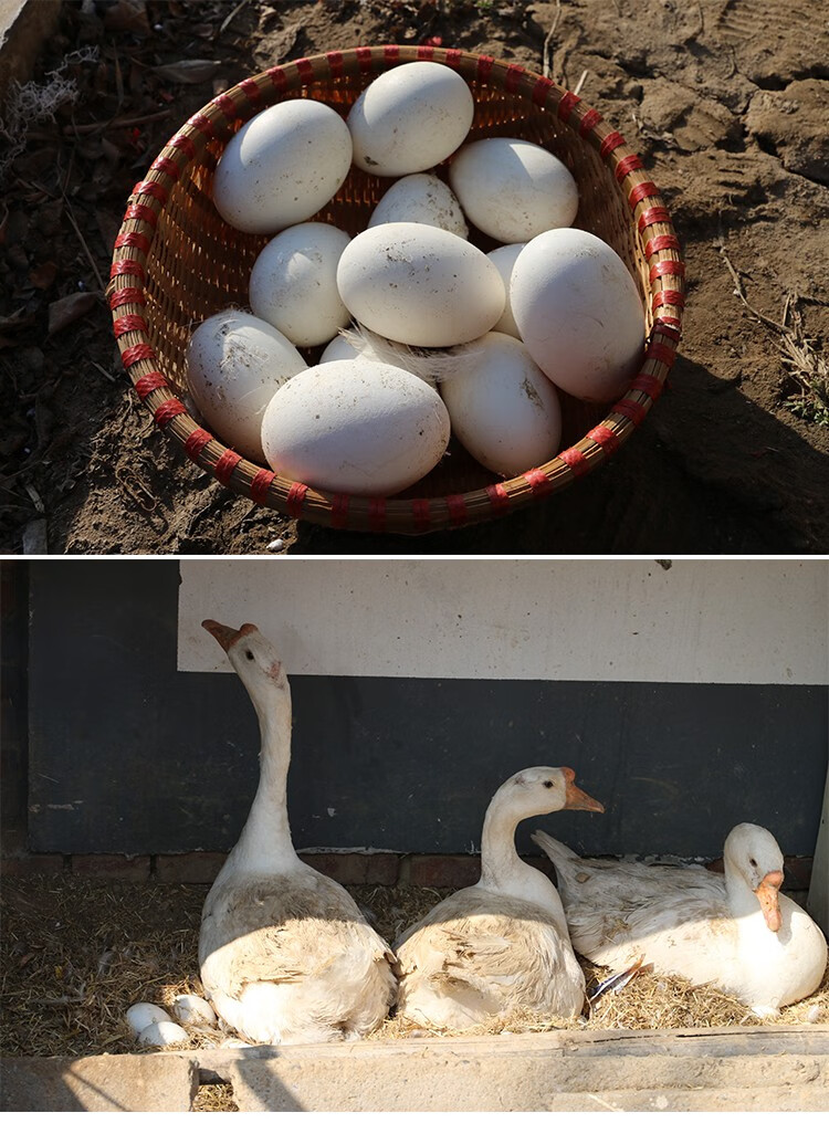 密农人家密云山区粮食喂养新鲜土鹅蛋4枚鲜鹅蛋