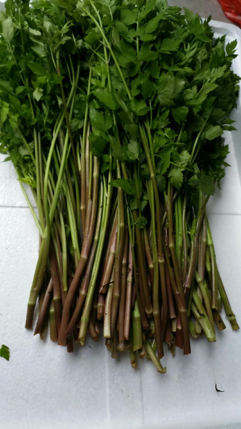 恬女神野芹菜 1.