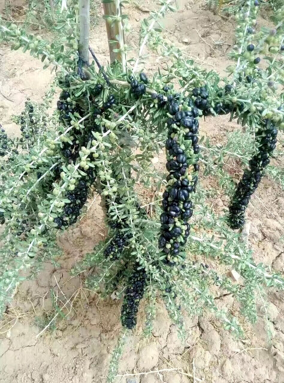 枸杞苗宁夏枸杞黑枸杞红枸杞果树苗木枸杞树苗当年结果苗红枸杞2年苗