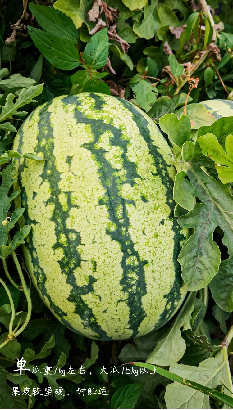 寿禾正宗西农八号西瓜种子红瓤特大肉质细脆瓜皮硬山东寿光瓜果春天