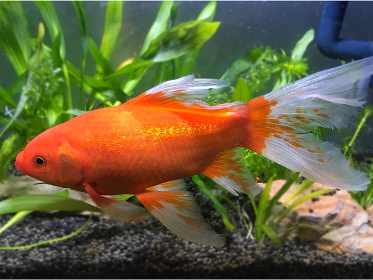 优鱼若宠大红草金鱼金鲫鱼红鲫鱼冷水鱼精品长尾红草金2123cm1条