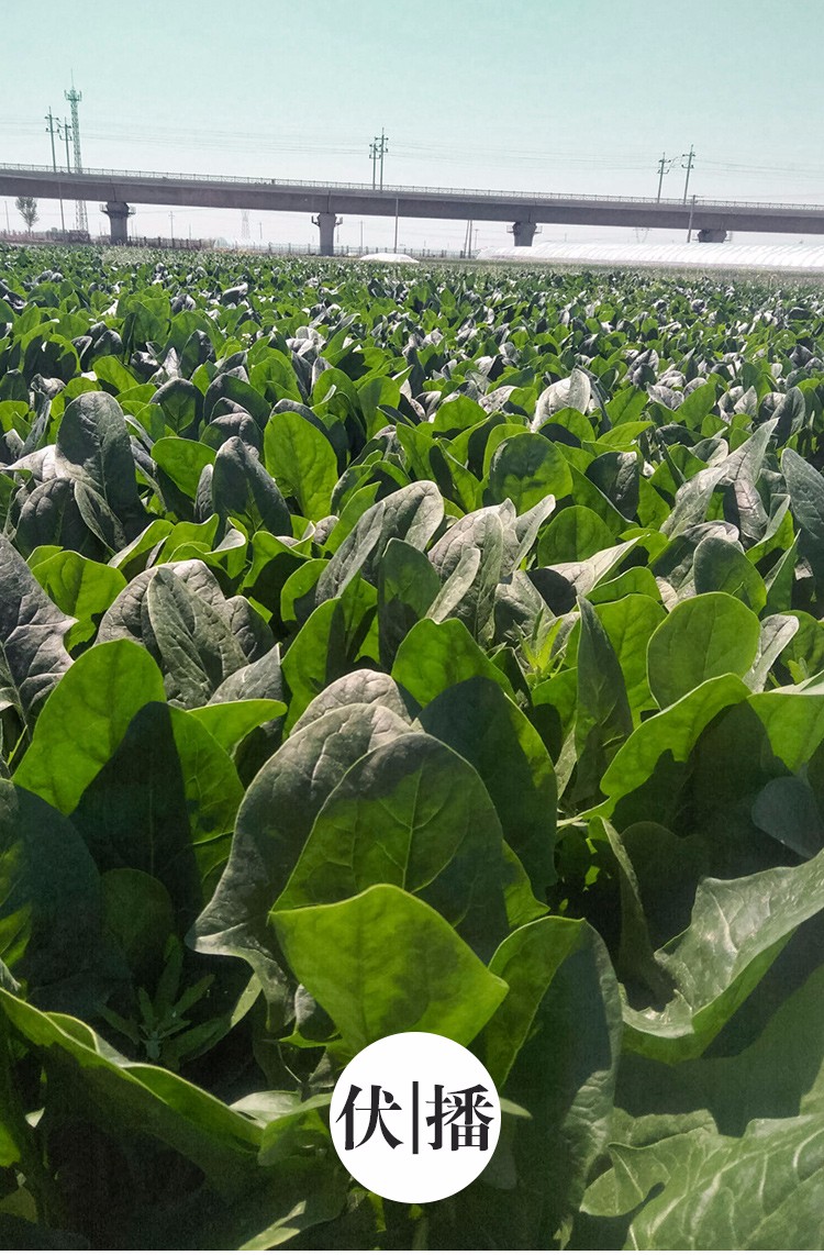 寿禾菠菜籽种子寿光秋季耐寒蔬菜大田波菜籽春季播种基地大棚种植种籽
