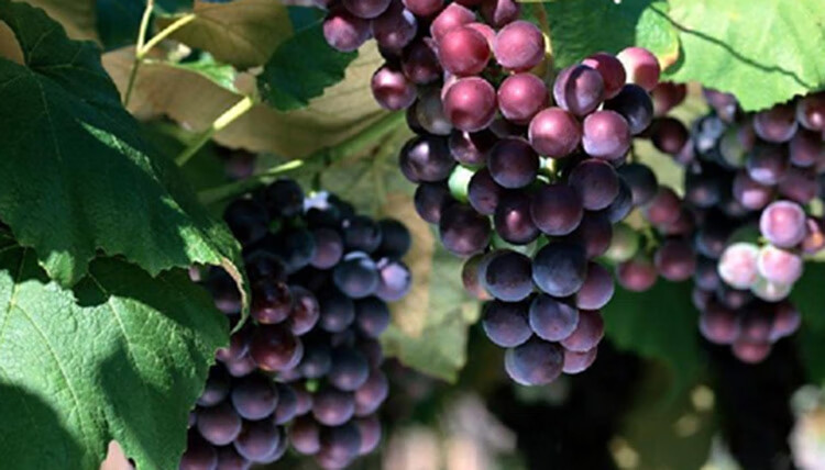 美德茵 阿根廷进口 马尔贝克干红葡萄酒 750ml