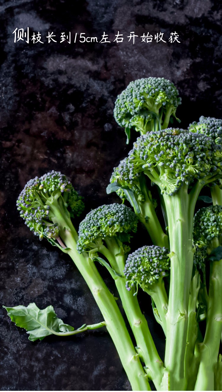寿禾 西兰花种子耐寒优秀田园种植西兰苔春季播种农家蔬菜四季播 青菜
