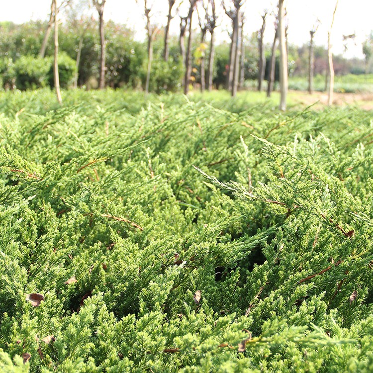 地柏苗地柏盆景素材四季常绿绿化工程苗柏树苗爬地柏松铺地北方植物