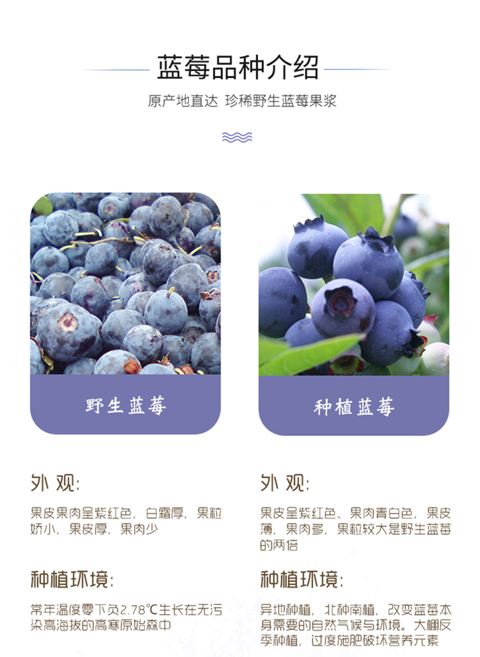 买12盒实发14盒早康蓝莓原浆大兴安岭蓝莓果鲜果饮料蓝莓汁300ml便携