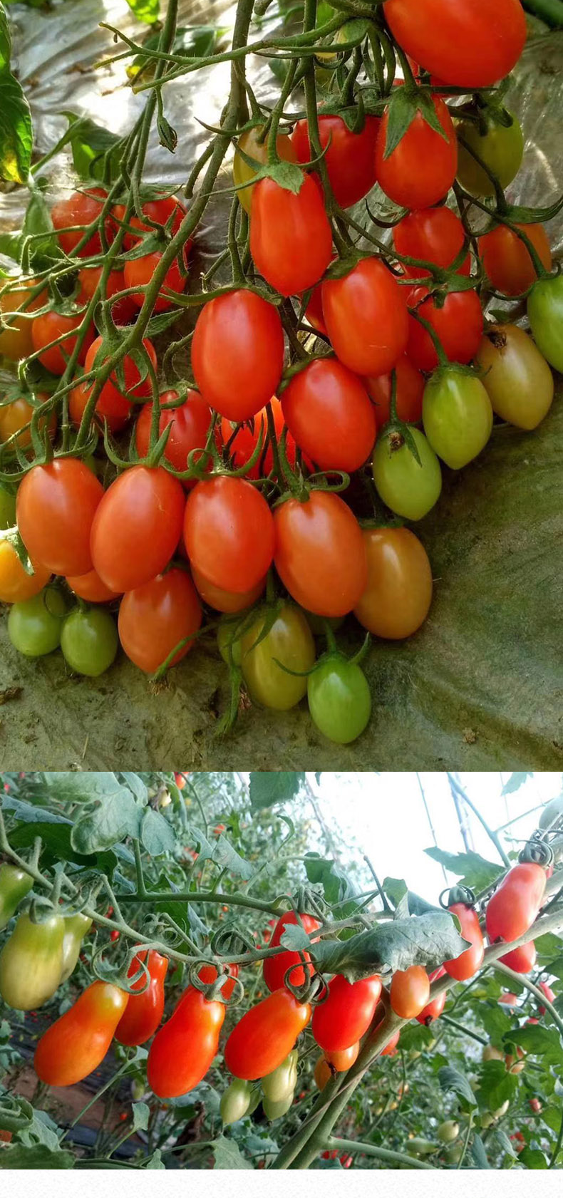 爵妃 顺丰 丹东409小柿子花生圣女果掐腰果草莓铁皮小番茄 2.