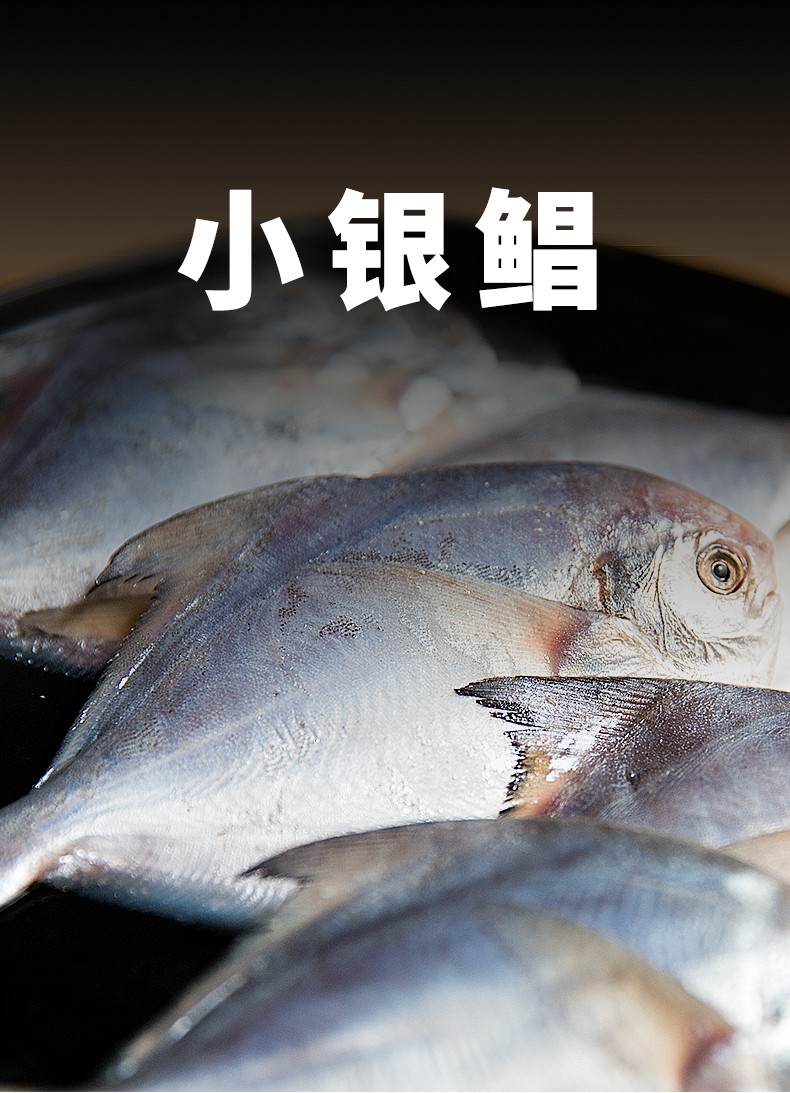 味库 舟山鲜冻小银鲳鱼平鱼 2500克 精选中号(约9-7条/斤)海鲜水产