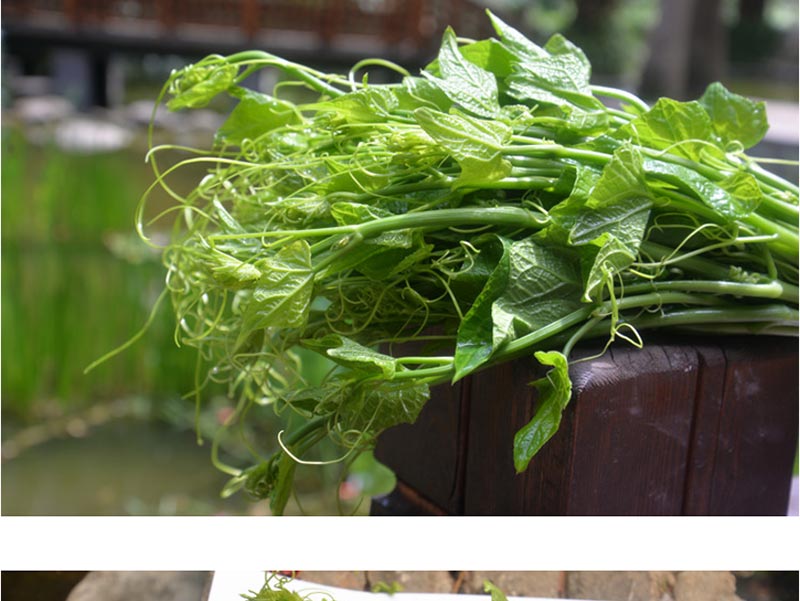 すべての花の画像 50 瓜野菜