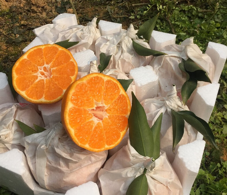 春见柑橘采摘时间(春见柑橘适合的地方)