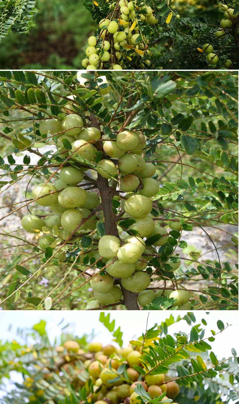 云山农业 广东潮汕油柑子余甘果润喉佳果 甜种油甘王2斤