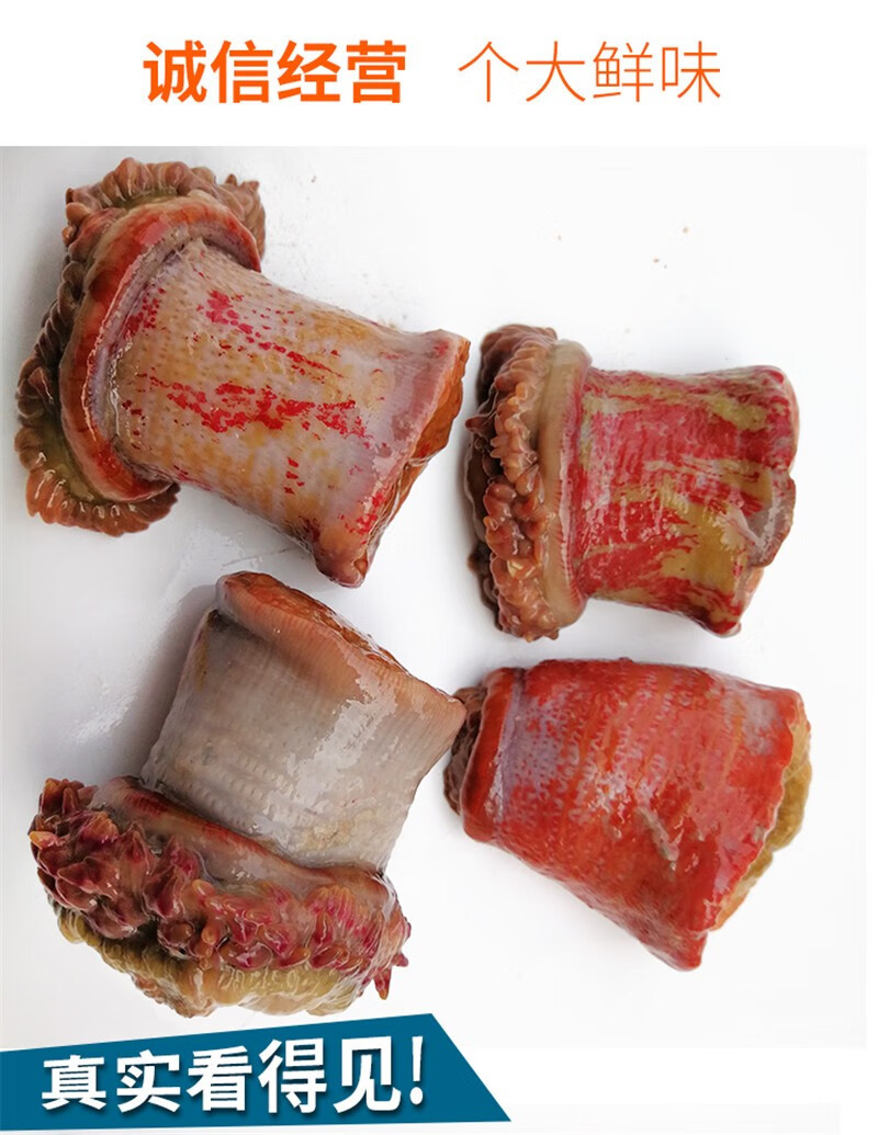 春光岛 海葵 新鲜海腚根 海触子 生鲜沙蒜 1.