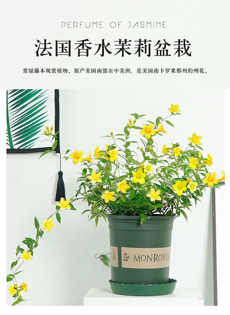 法国香水藤茉莉花苗盆栽带花苞四季好养植物黄花浓香花卉爬藤耐寒加仑