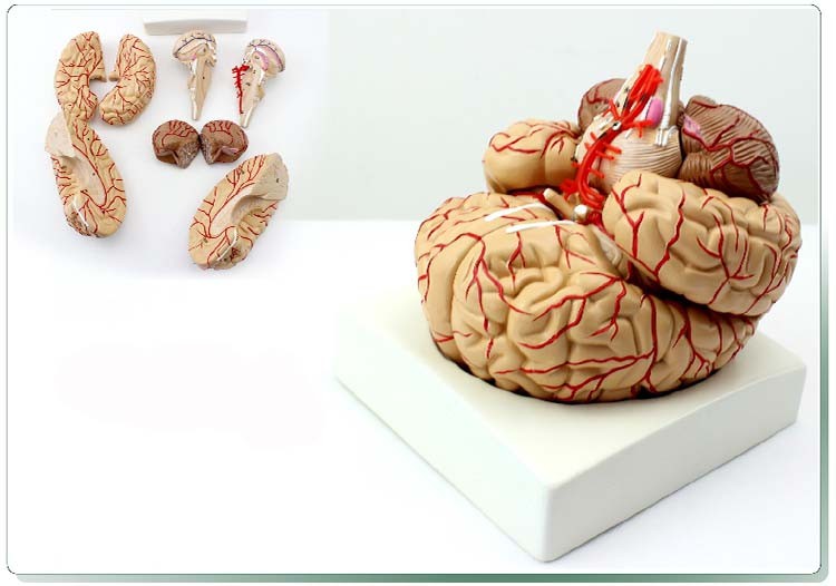 颐诺 人体大脑模型 脑干脑室间脑小脑模型 神经科系统模型 大脑功能