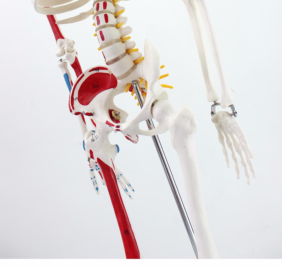 medicalmodel人体骨骼模型医用脊柱人体骨架模型标准款85cm白色骨骼