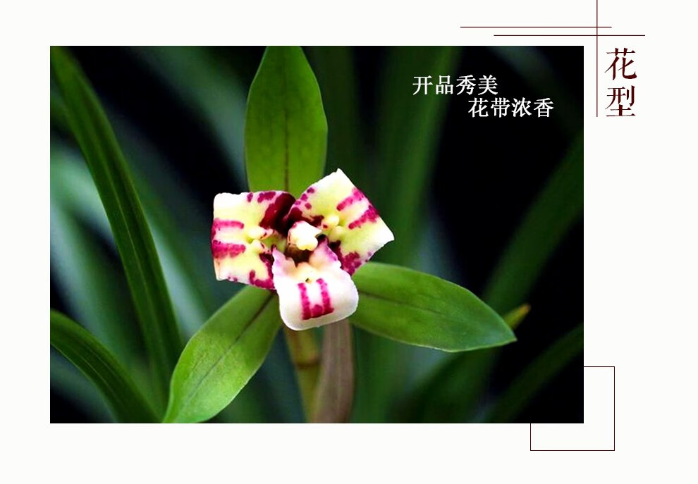 刘阁兰花苗春兰经典老种三星蝶带叶蝶奇花大元宝冬带花苞出售高档花卉