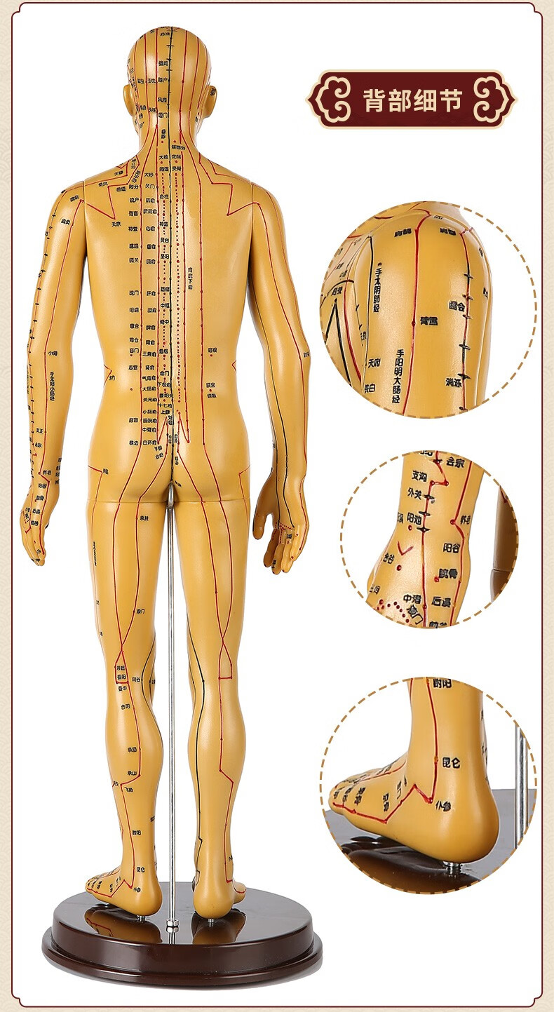 王太医 针灸穴位人体模型经络全身铜人男女中医全身扎针练习小皮人