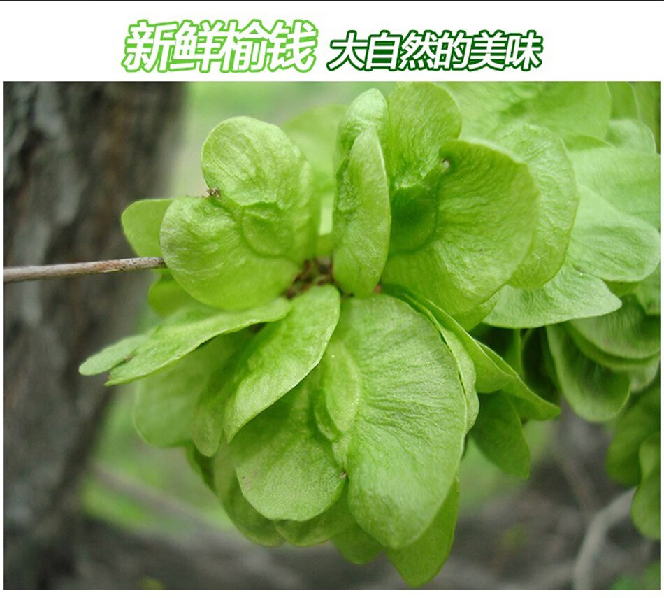 顺丰新鲜榆钱榆钱儿榆钱子窝窝榆钱花余钱子新鲜蔬菜野菜 2kg【图片