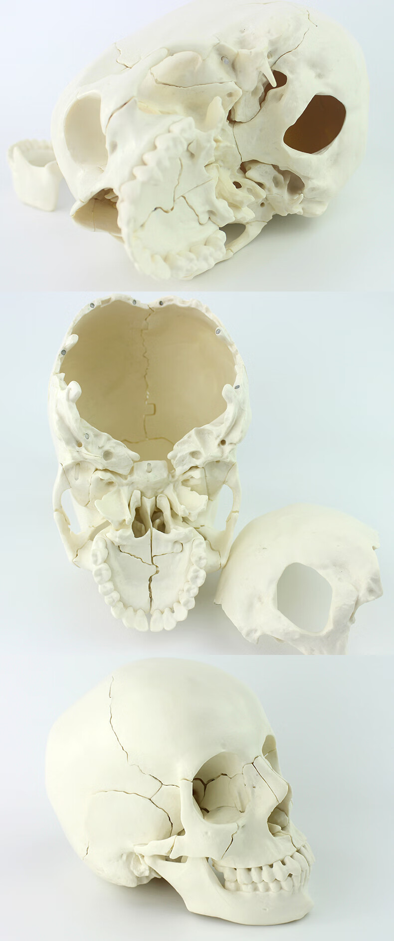 颐诺医学人体头骨模型仿真头颅口腔颌面美容微整头迷你骨骼婴儿胎儿