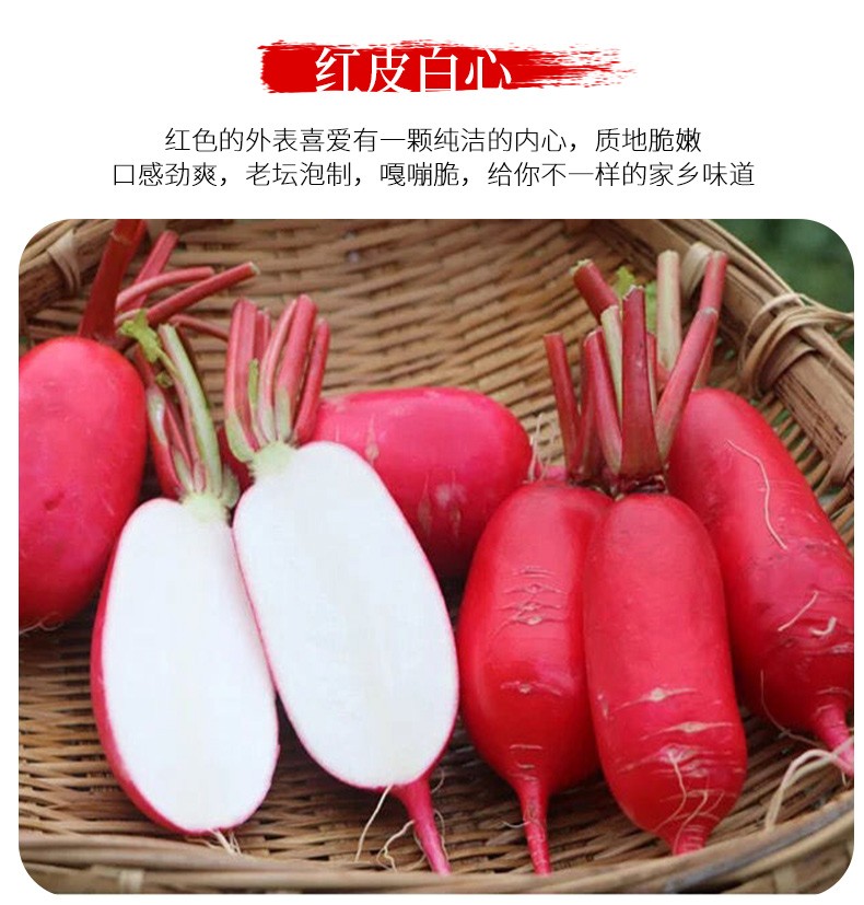 顺丰速运湖北红萝卜胭脂红皮萝卜新鲜胭脂腌制泡菜萝卜新鲜蔬菜10斤