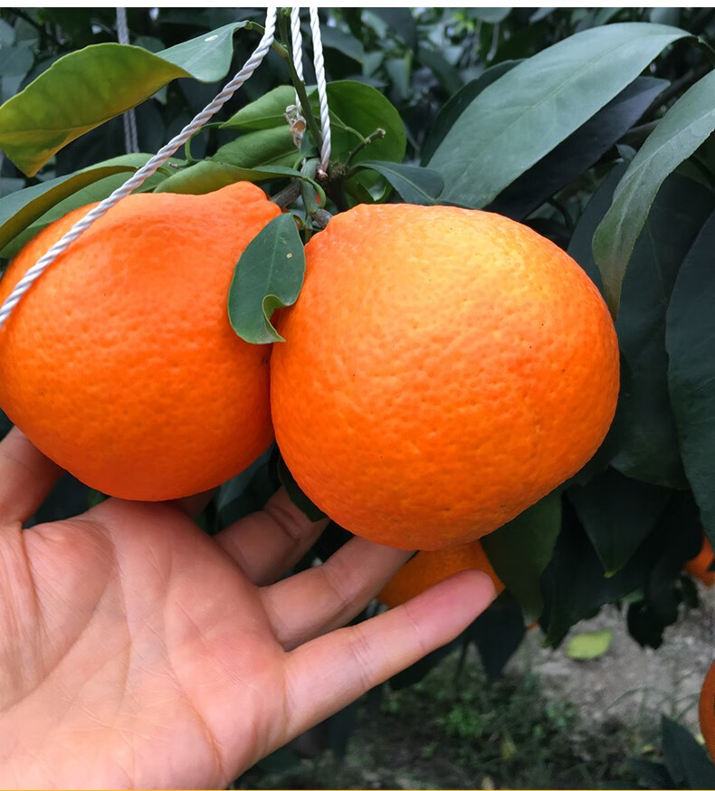 现摘正宗象山红美人柑橘爱媛28号产地直销新鲜水果桔子贡品级8个6斤单