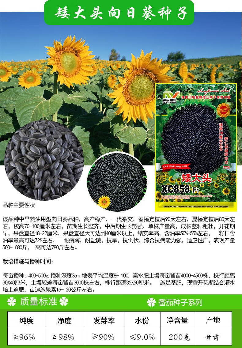 早熟矮大头xc858油葵种子200
