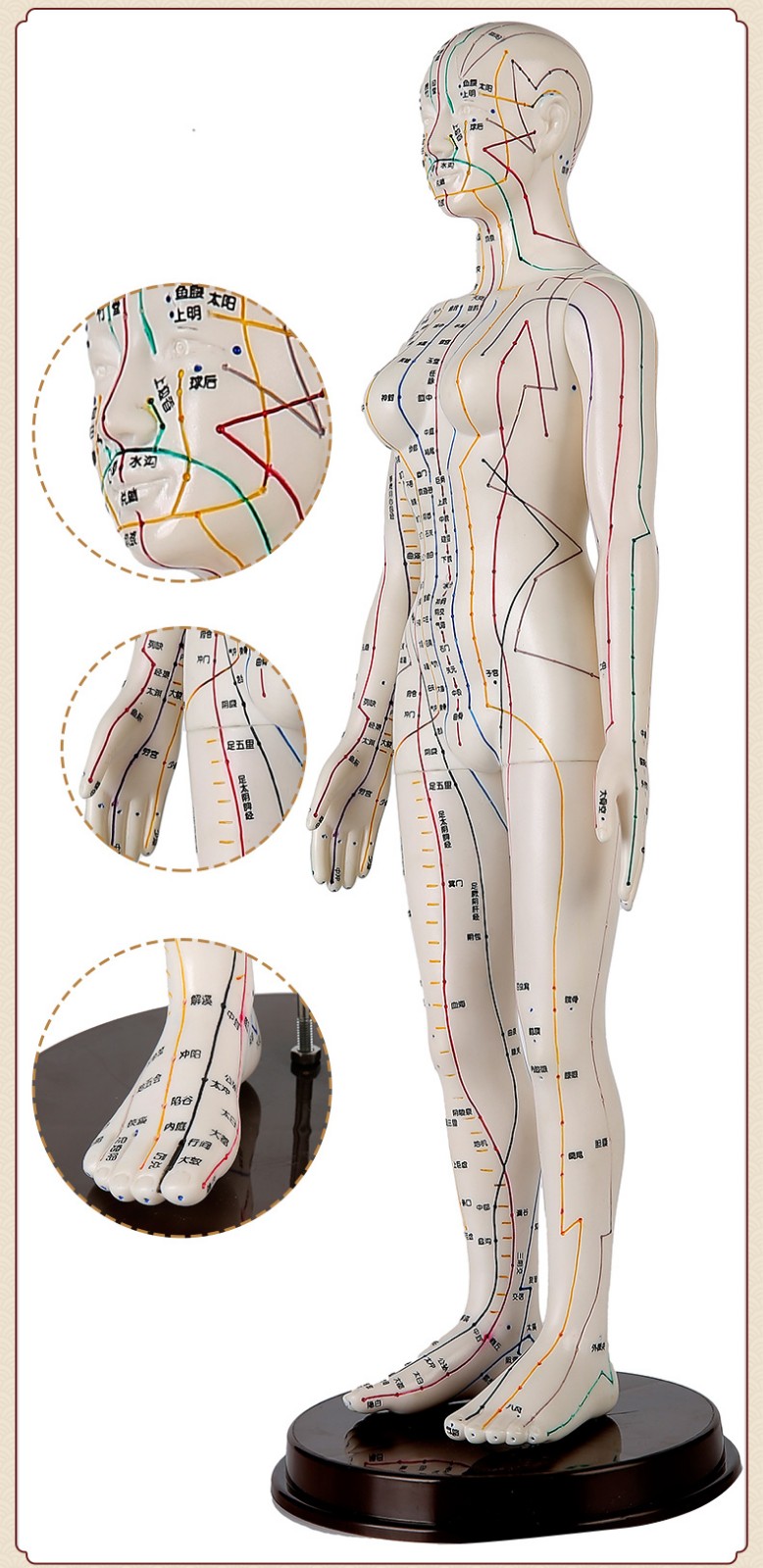 理月人体经络穴位模型针灸铜人男女中医全身扎针练习小皮人52cm铜女
